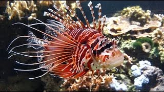 Pazifischer Rotfeuerfisch Pterois volitans  Red lionfish [upl. by Michael]