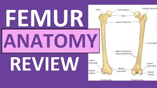 Femur Bone Anatomy Lecture and Landmark Markings [upl. by Drofiar307]