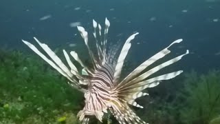 How Florida is handling invasive lionfish [upl. by Nirrok856]