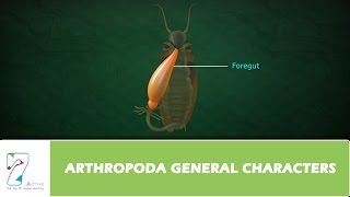 ARTHROPODA GENERAL CHARACTERS [upl. by Persse]