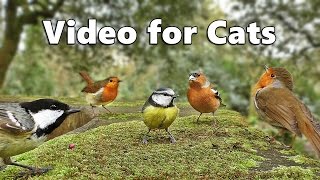 Videos for Cats to Watch  Birds Singing and Bird Sounds Spectacular [upl. by Collen]