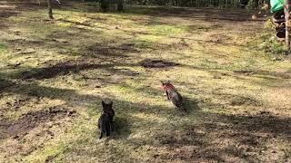 Savannah cats hunting a squirrel [upl. by Seldun]