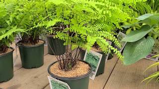 Adiantum pedatum Northern Maidenhair Fern  Fabulous Easy to Grow NATIVE Fern [upl. by Aynik972]