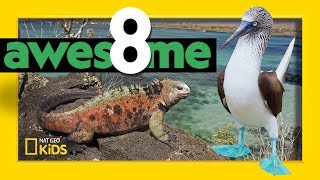 Greatest Animals of the Galápagos  Awesome 8 [upl. by Eillek]