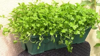 Faire pousser de la coriandre  Growing coriander cilantro ENG SUB [upl. by Atiuqes]