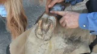 Laminitis First Aid Treatment and Foot Function Restoration using Styrofoam [upl. by Diehl]