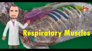 Respiratory Muscles of the Dog [upl. by Aytida854]