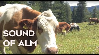 Relaxende Naturgeräusche  3 Stunden Kuhglocken auf der Alm in Österreich [upl. by Anuat]