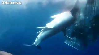 Great white shark dies after lunging at divers in cage and getting trapped [upl. by Mcafee]