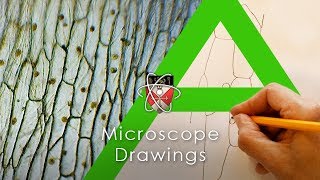 Microscope Drawings  Biology Alevel [upl. by Arny104]