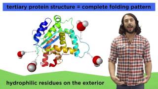 Protein Structure [upl. by Ediva]