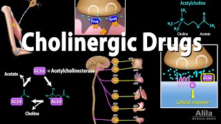 Cholinergic Drugs  Pharmacology Animation [upl. by Eenaffit582]