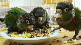 Crimson Belly Conure Babies [upl. by Loria]