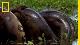 Anaconda vs Mammal  National Geographic [upl. by Tansy542]