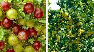 How to Grow Gooseberries Easy Fruit Planting Guide [upl. by Iggam523]