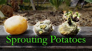 Sprouting Potatoes  Garden Quickie Episode 10 [upl. by Johna]