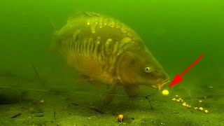 How to catch carp in front of an underwater camera 2020 high quality [upl. by Inar]