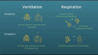 Basic Vent Modes MADE EASY  Ventilator Settings Reviewed [upl. by Ahsratal813]