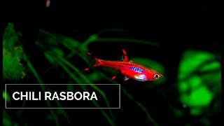 Chili Rasbora  Mosquito Rasbora  Boraras Brigittae [upl. by Taka]