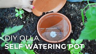 How to make DIY Ollas SelfWatering Systems for Plants [upl. by Aneloc]