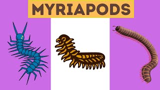 Myriapods Characteristics [upl. by Daggett550]