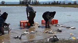 Rocket netting and banding of geese [upl. by Hefter50]