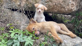 The cry for help of two dogs abandoned by their cruel owner on the side of the road and I saved them [upl. by Reniar]