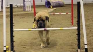 Mastiff Competing At Dog Agility [upl. by Halford]