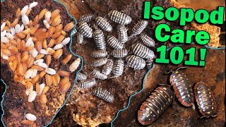 How to Care for Isopods [upl. by Nettie554]