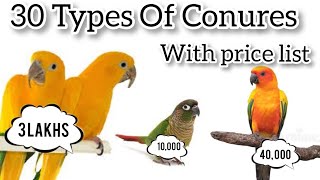 30 Types of conures and its prices [upl. by Revorg]