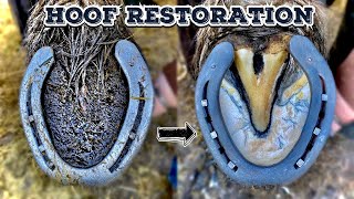 SHIRE HORSE  HOOF RESTORATION  HUGE FEET [upl. by Boar]