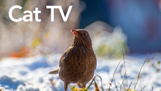 Videos for Cats To Watch  12 Hours of Birds and Squirrels HD [upl. by Hannahs442]