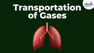 Transportation of Gases  Dont Memorise [upl. by Annoya]