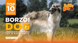 Borzoi  The Borzoi Dog Breed  Top 10 Borzoi Dog Facts from Doggo Love [upl. by Etsyrk271]