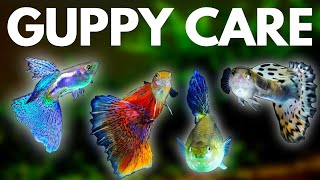 Guppy Fish Care 10 Things You Should Know About Guppies [upl. by Haimes]