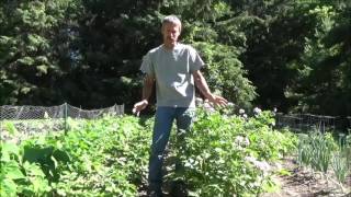 HOW TO GROW POTATOES Planting Growing Harvest Storage [upl. by Jelle]