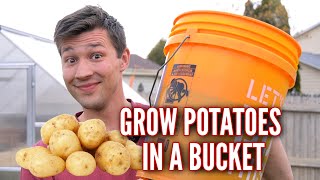 How to Grow POTATOES in a 5 GALLON BUCKET [upl. by Yrrap]