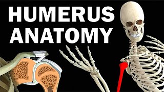 HUMERUS ANATOMY [upl. by Inilam]