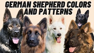 7 Different GERMAN SHEPHERD Coat Color Patterns [upl. by Lubin756]