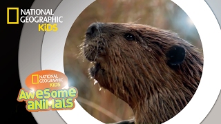 American Beaver  Awesome Animals [upl. by Wolford845]