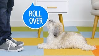 How to Teach Your Dog to Roll Over  Chewy [upl. by Rather639]