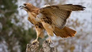 red tailed hawk sound call and screech [upl. by Akiemahs]