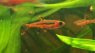 Boraras brigittae Mosquito Rasbora Chili Rasbora [upl. by Fairley]