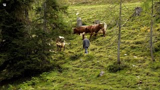 Almen in Österreich Vom Leben mit der Natur [upl. by Reiners603]