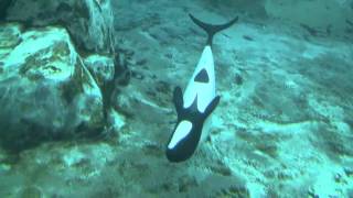 Aquatica Commersons Dolphins [upl. by Dani]