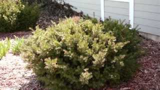 Pruning Evergreen Shrubs to Maintain Natural Form [upl. by Niltiak63]