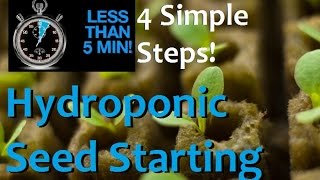 How to Start Seeds For Hydroponics in 5 minutes and 4 EZ Steps [upl. by Ailak]