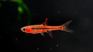 The Chili Rasbora Boraras brigittae Species Spotlight [upl. by Clintock]