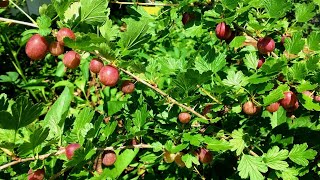 5 Reasons to Grow Gooseberries [upl. by Siulegroj]