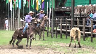 3 Solo Mulas Vaqueras 2015 [upl. by Lenad]